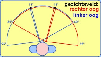 Gezichtsveld. Bron: oogartsen.nl