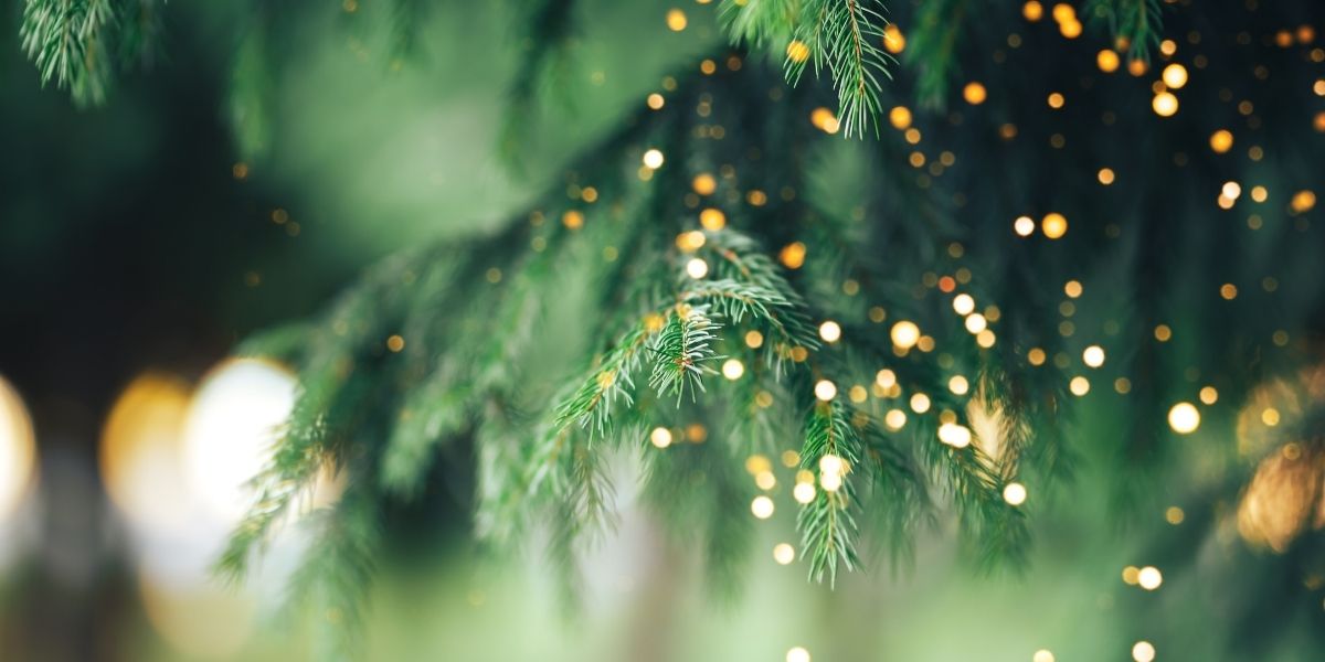 Groene dennentakken met lichtjes erin