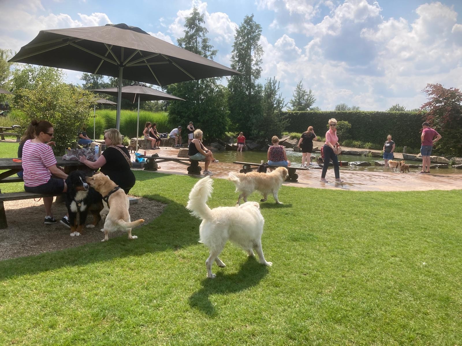 Een grasveld waar honden loslopen bij Venhorst “De Peelhoven”. Een grasveld waar honden loslopen bij Venhorst “De Peelhoven”.