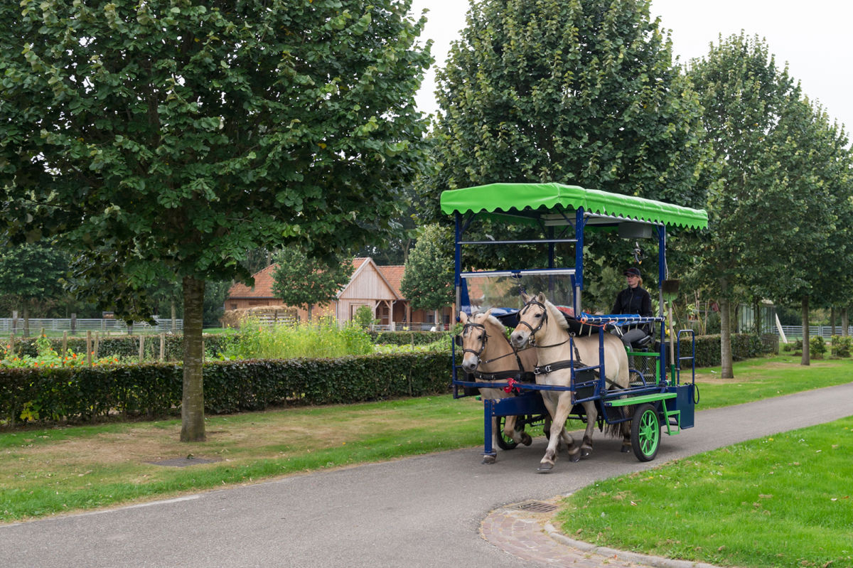 Vrouw rijdt met paard en huifwagen Vrouw rijdt met paard en huifwagen