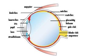 Dwarsdoorsnede van het oog met de gele
vlek