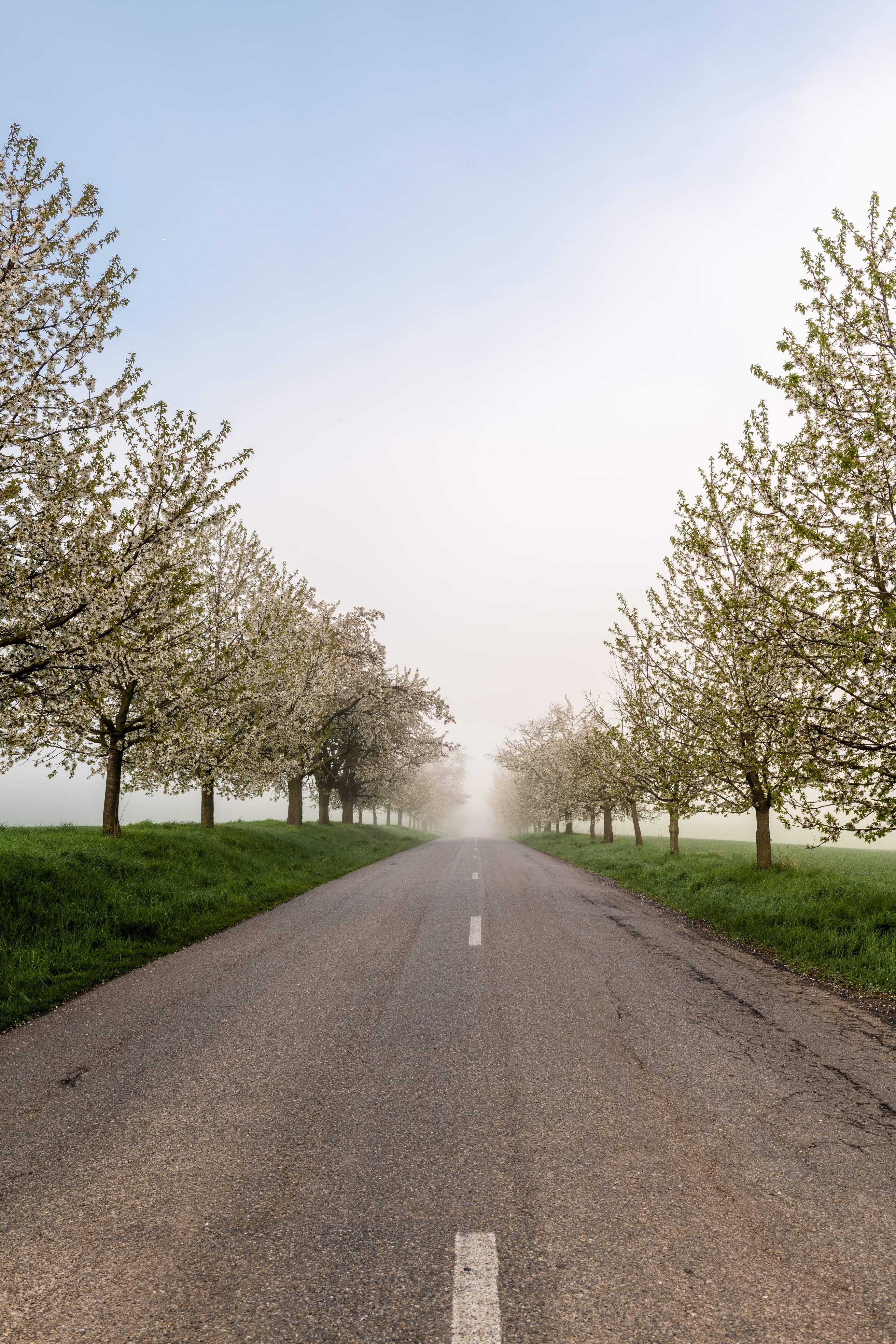 Nederlandse landweg met bloeiende bloesembomen aan beide kanten van de weg Nederlandse landweg met bloeiende bloesembomen aan beide kanten van de weg